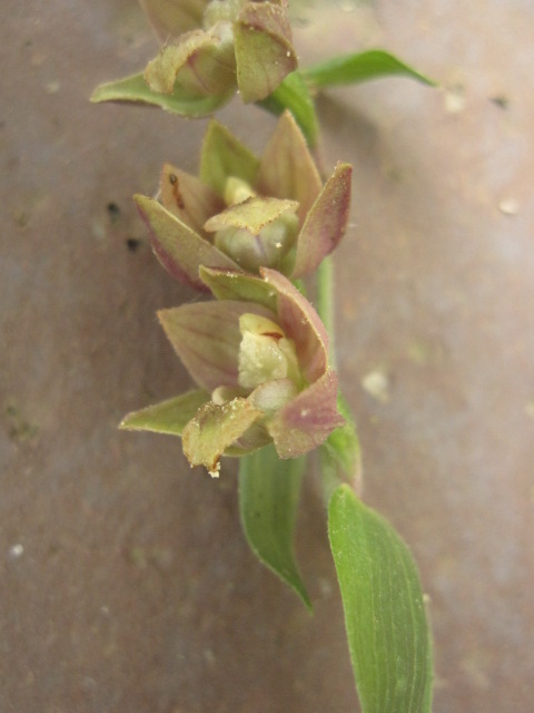 Orchidea sfiorita?